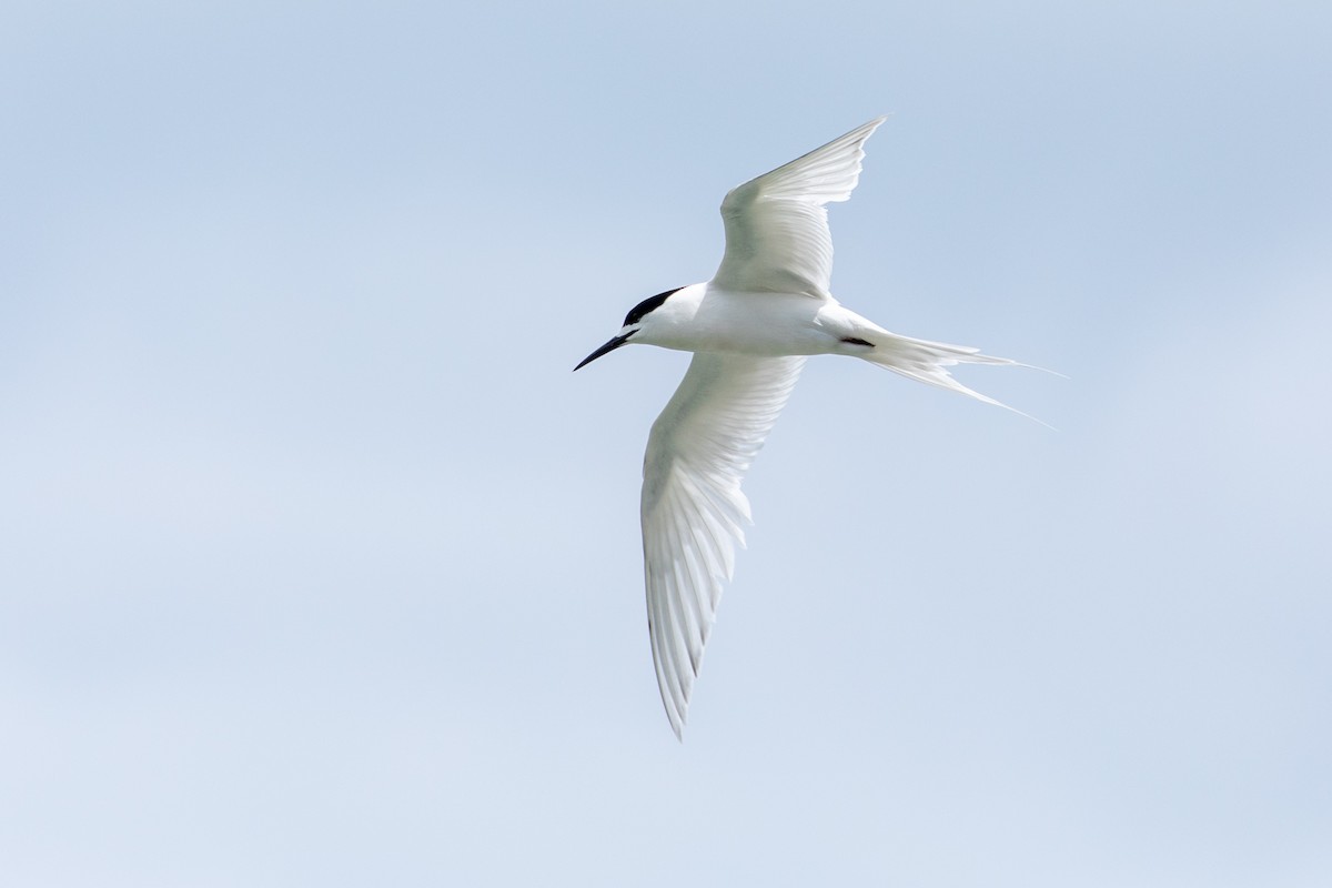 White-fronted Tern - ML207950811
