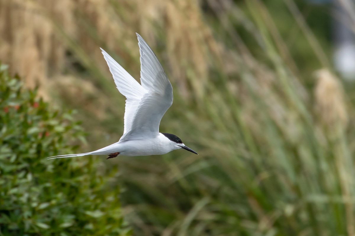 White-fronted Tern - ML207950821