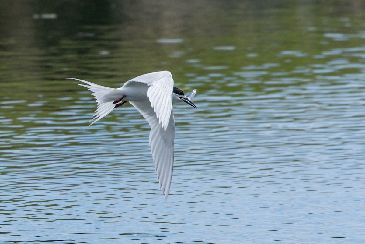 White-fronted Tern - ML207950831