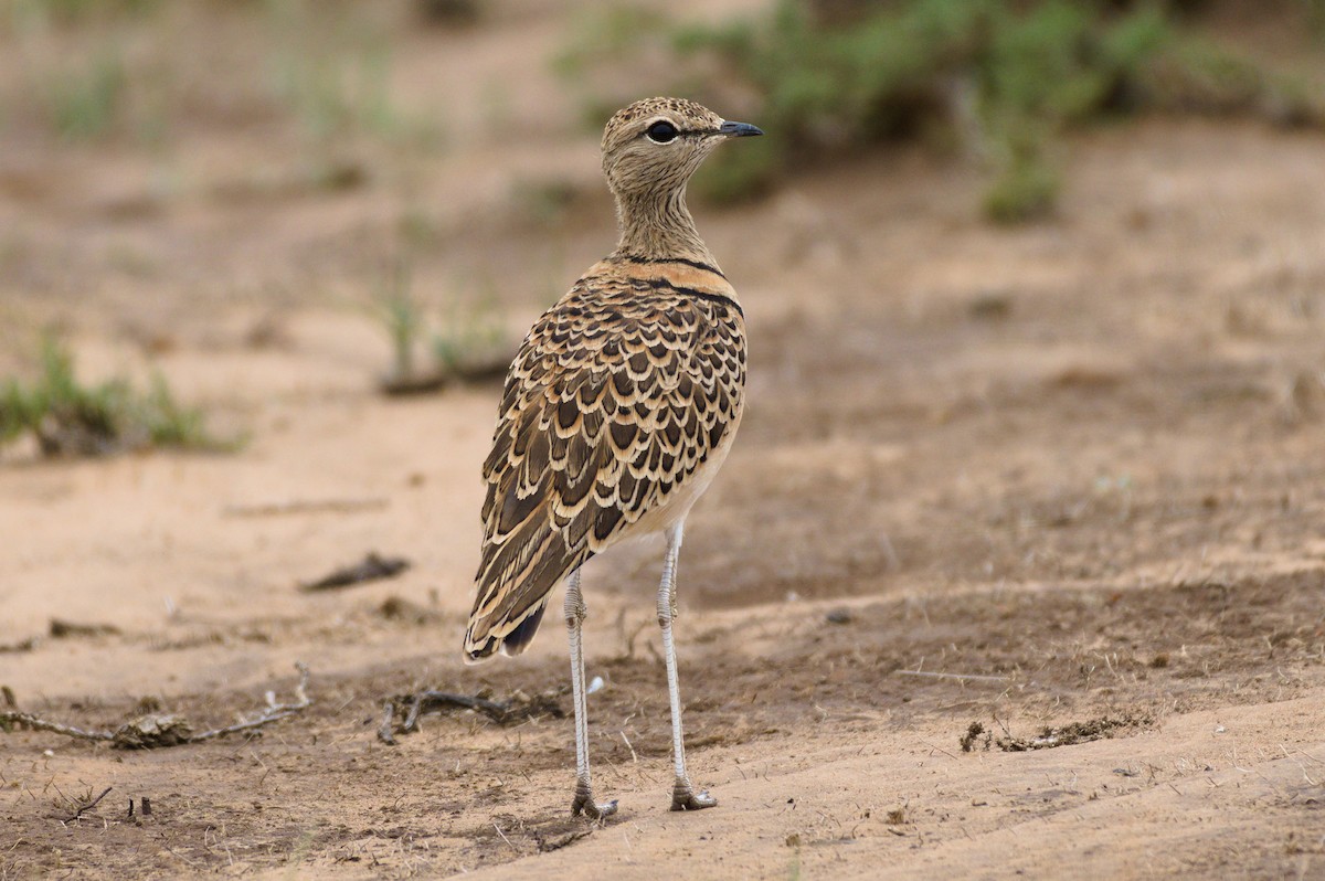 Double-banded Courser - ML207952431