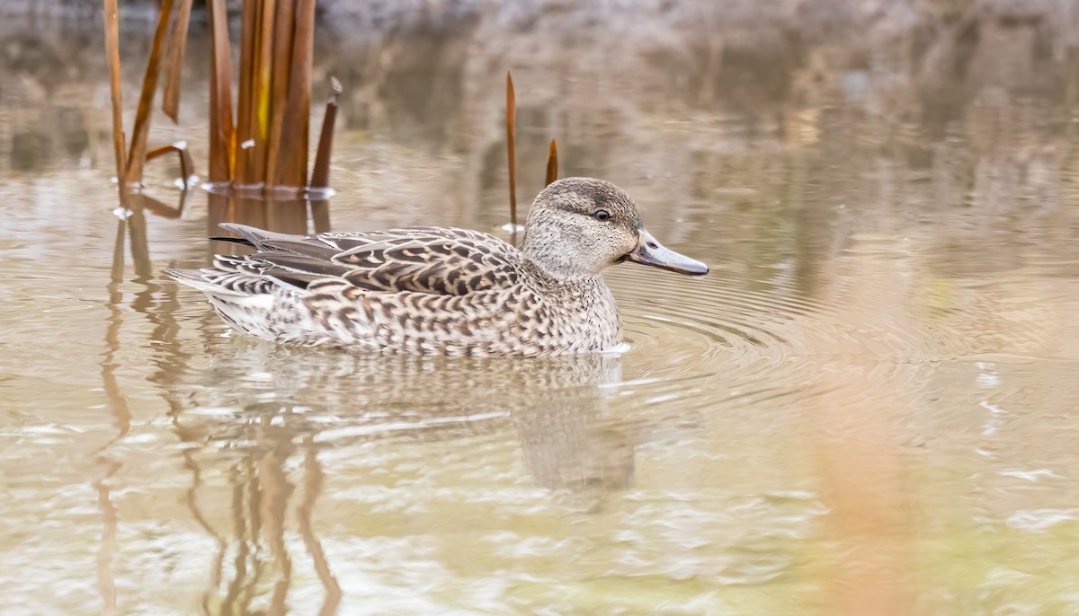 Green-winged Teal - ML207953041