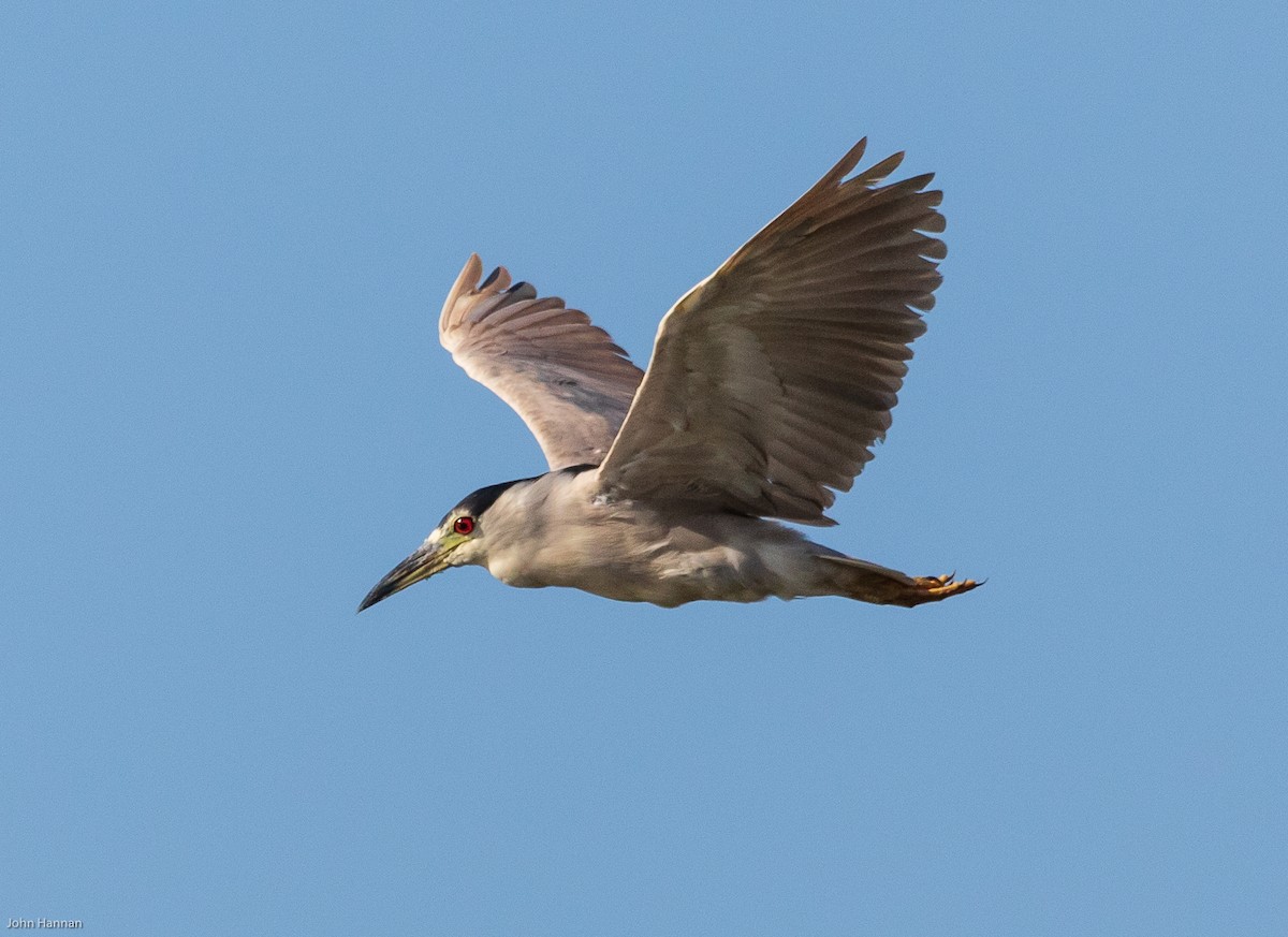 Black-crowned Night Heron - John Hannan