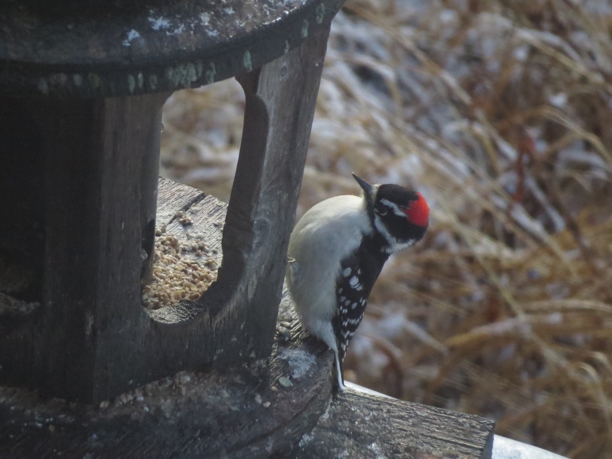 Downy Woodpecker - Kate Persons