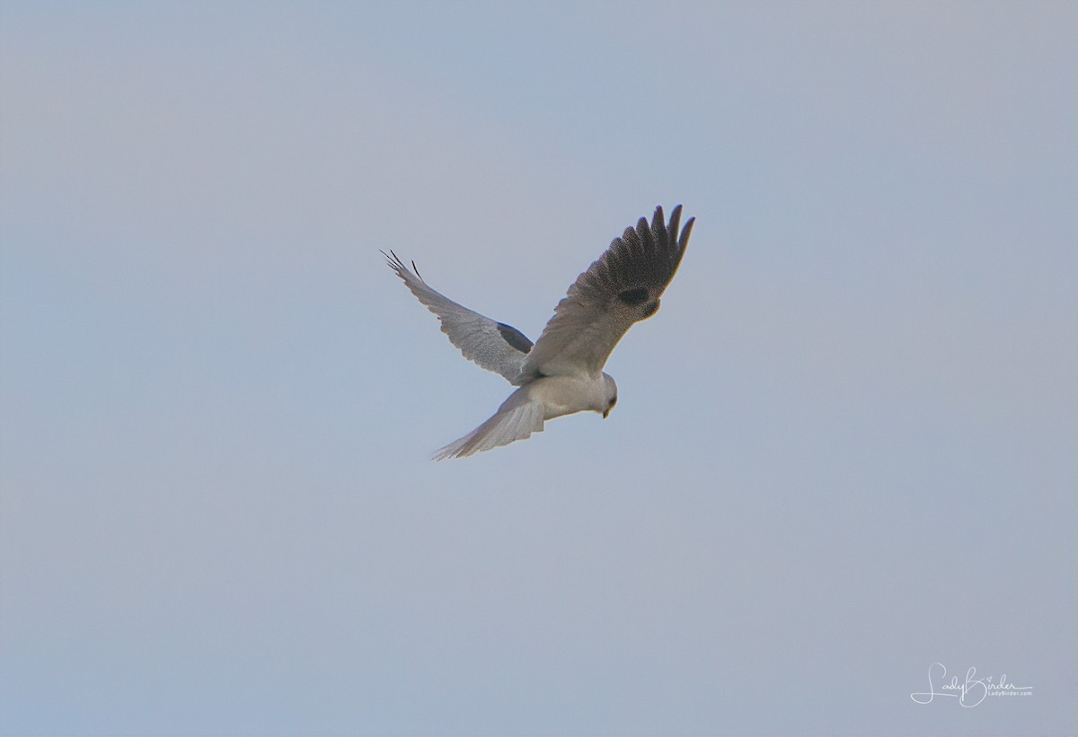White-tailed Kite - Lyndie Mason Warner