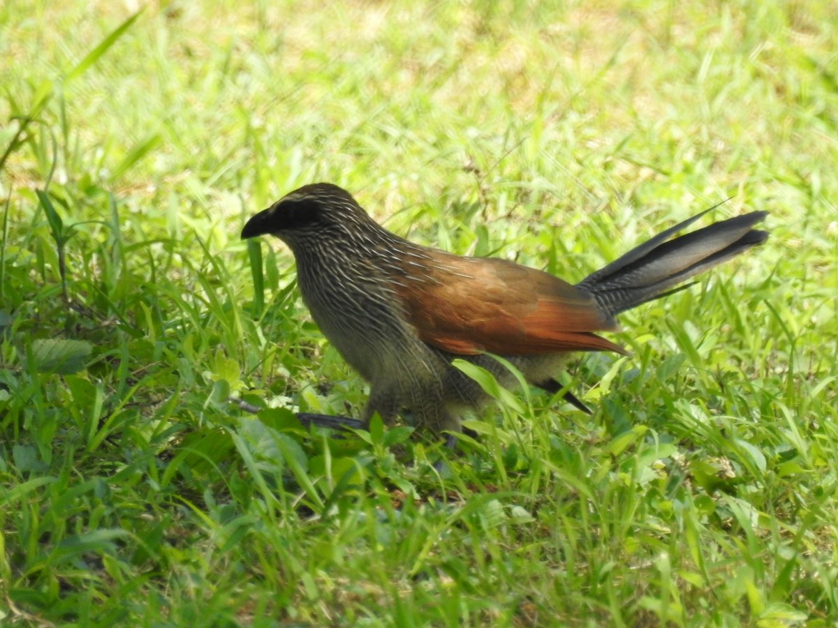 White-browed Coucal - ML207970231