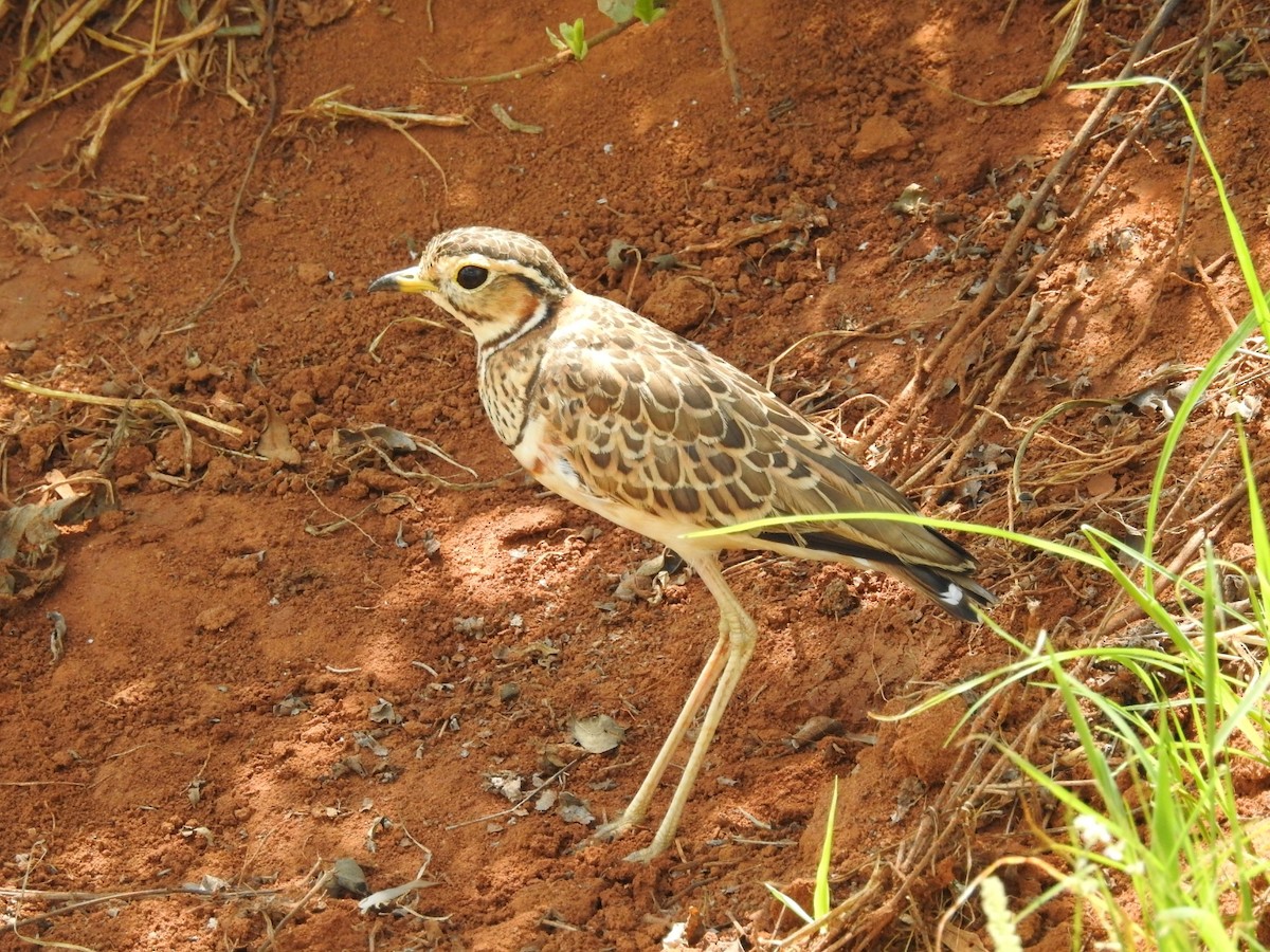 Three-banded Courser - ML207970671