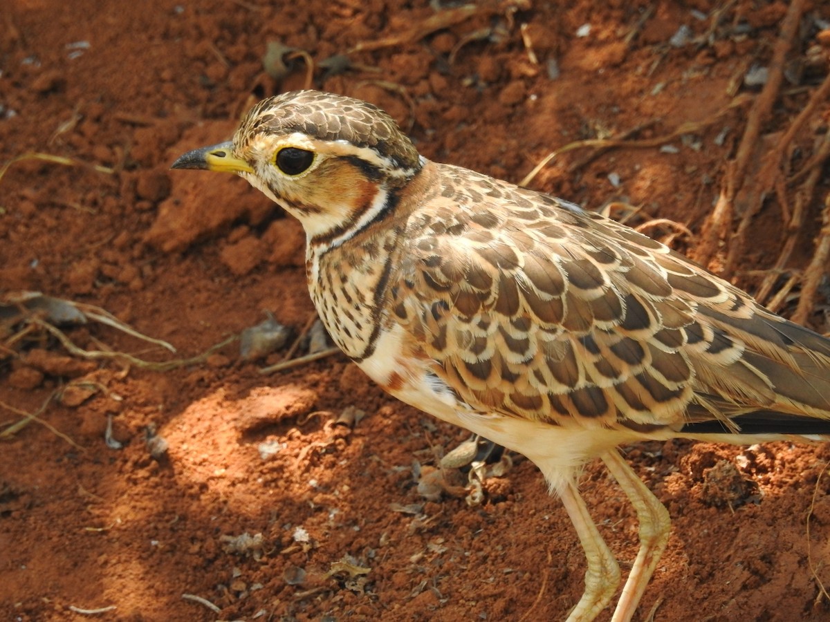 Three-banded Courser - ML207970741
