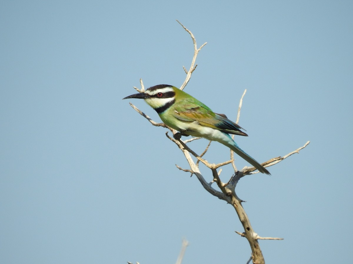 White-throated Bee-eater - Mark Stacy