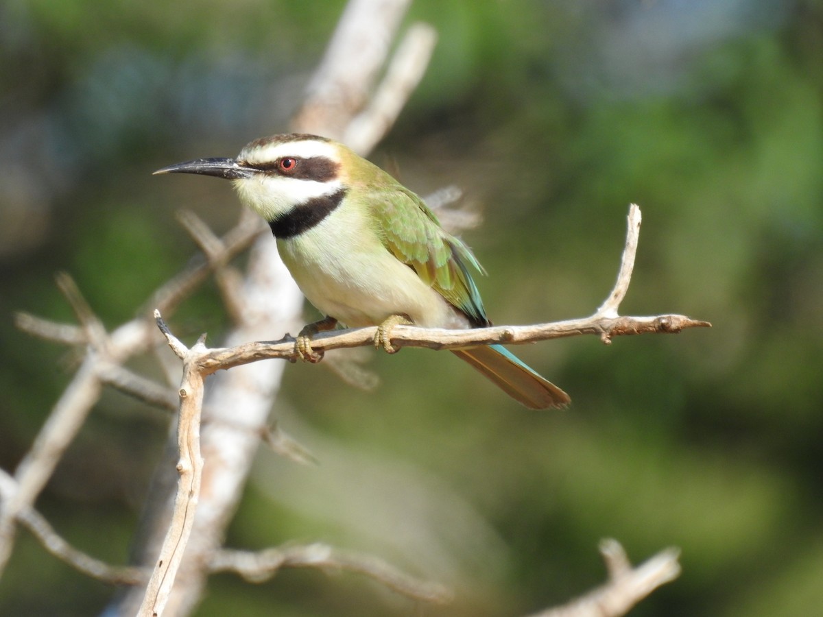 White-throated Bee-eater - ML207971001
