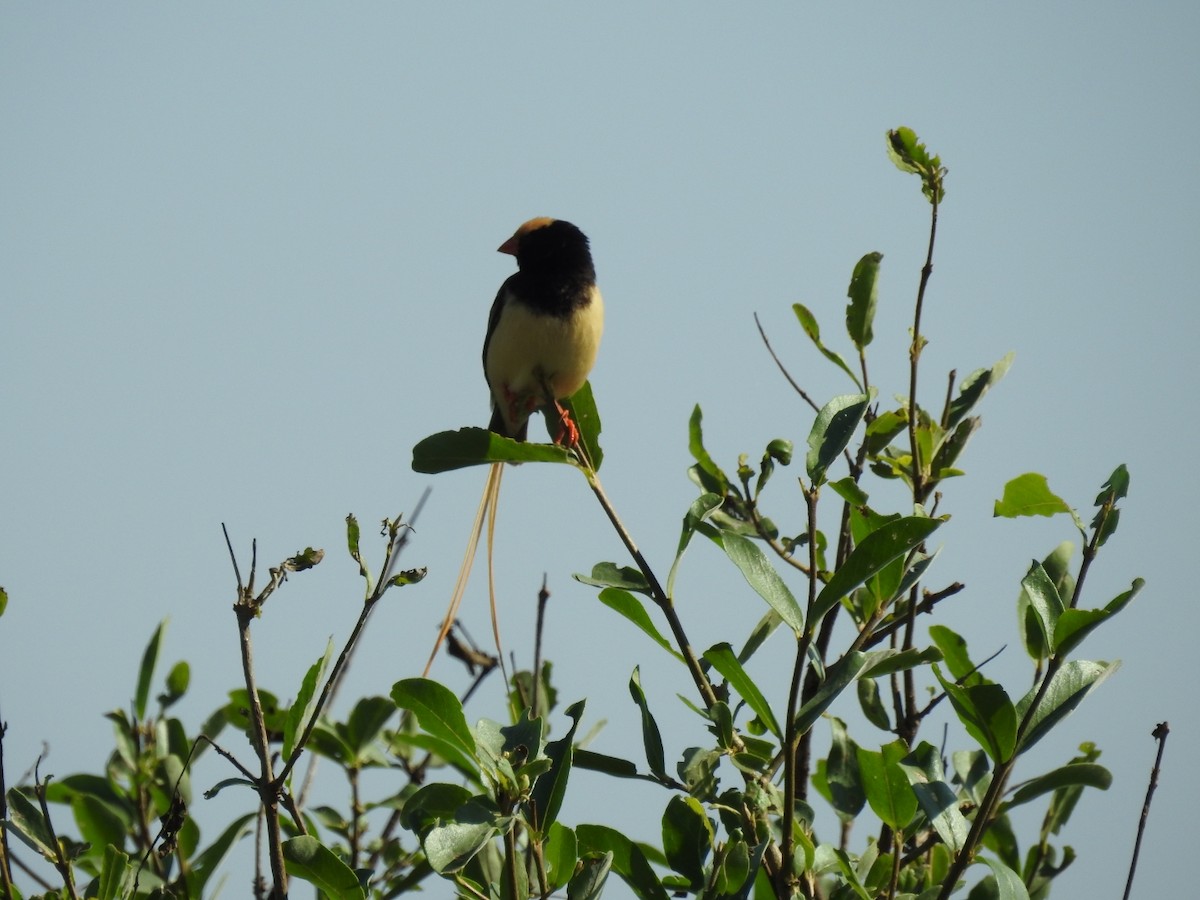 Straw-tailed Whydah - ML207971961