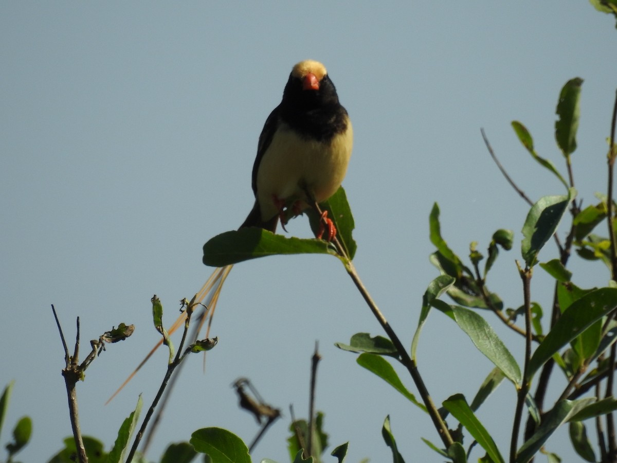 Straw-tailed Whydah - ML207971991