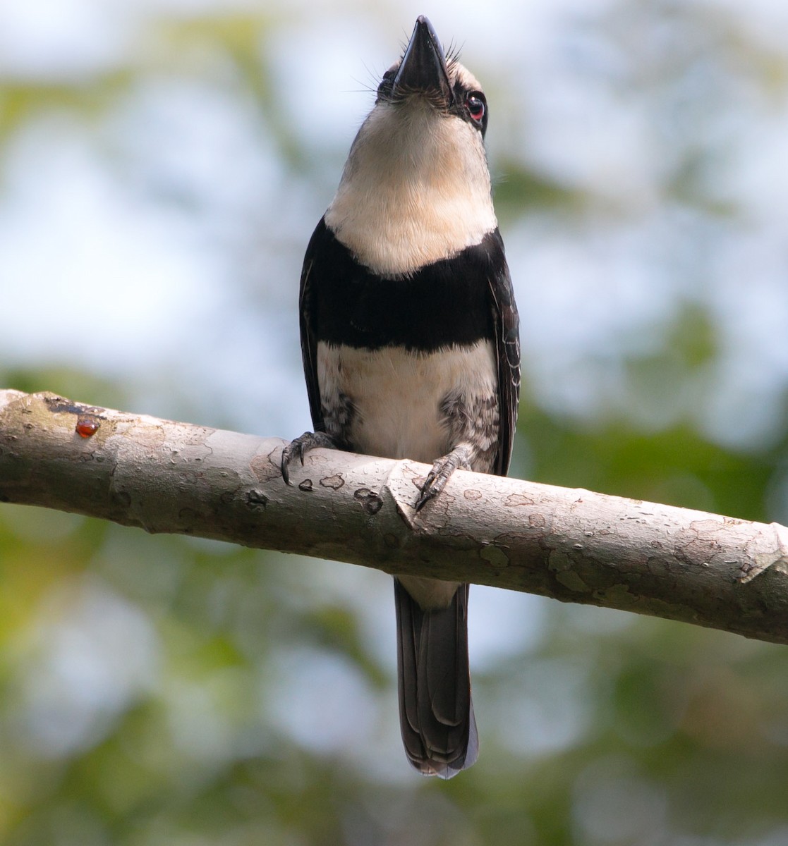White-necked Puffbird - Isaias Morataya