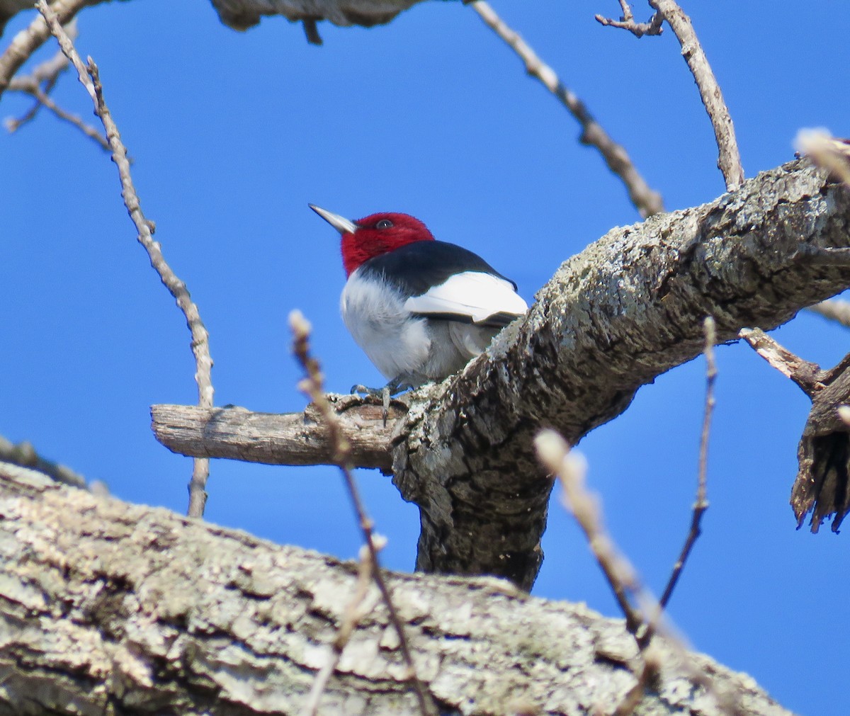 Red-headed Woodpecker - ML207981521