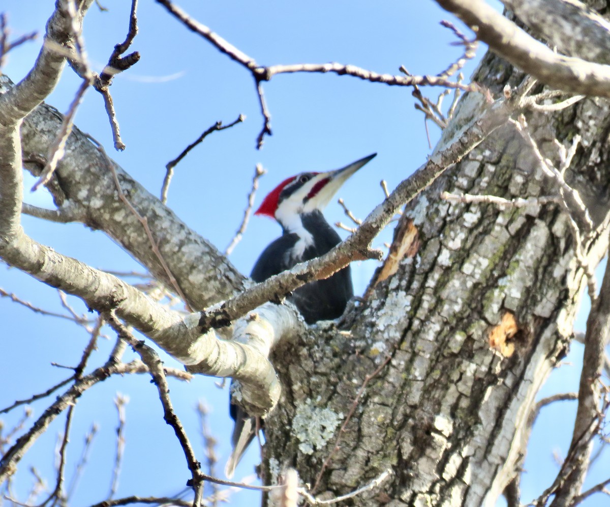 Pileated Woodpecker - ML207982041