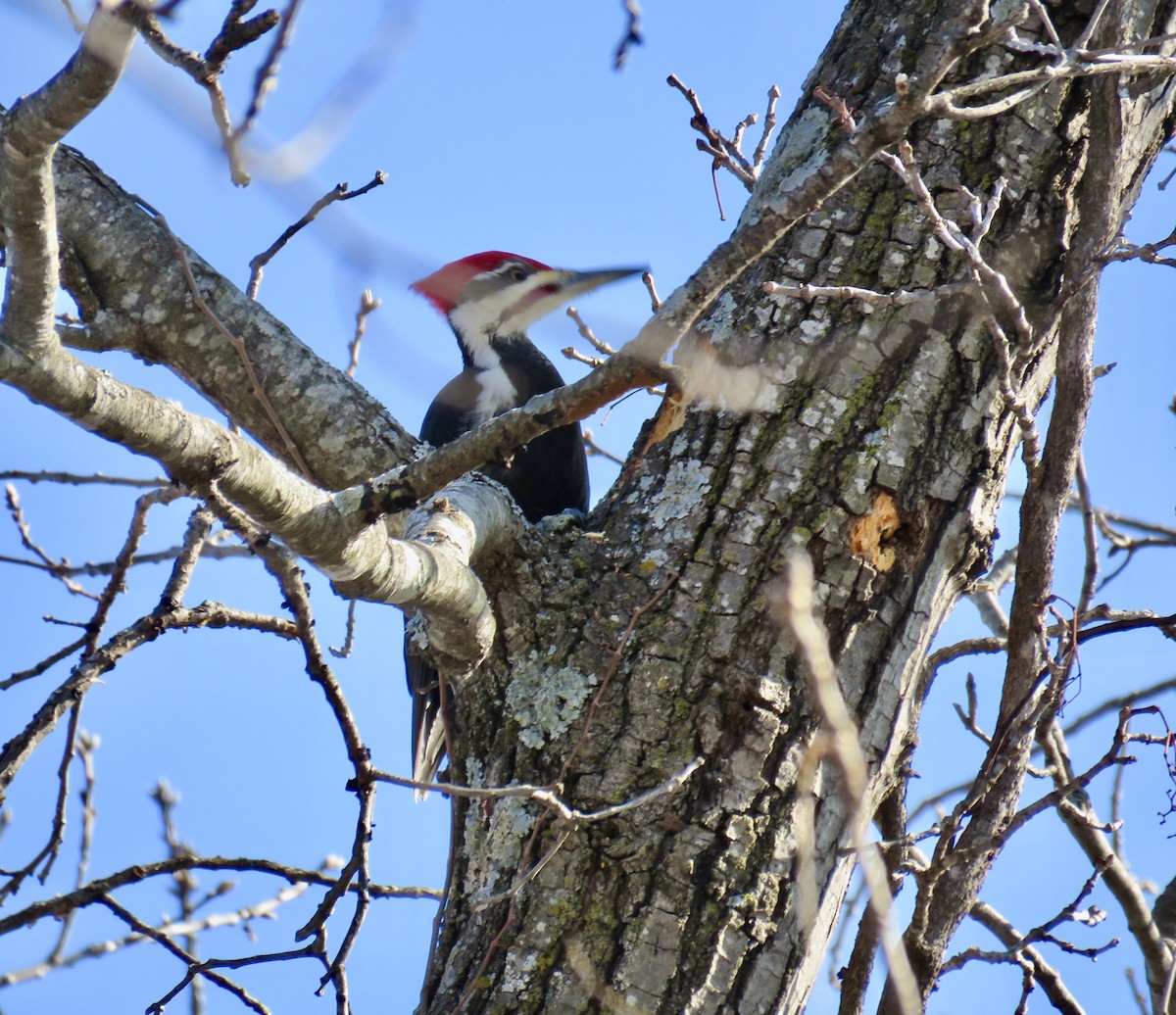 Pileated Woodpecker - ML207982091