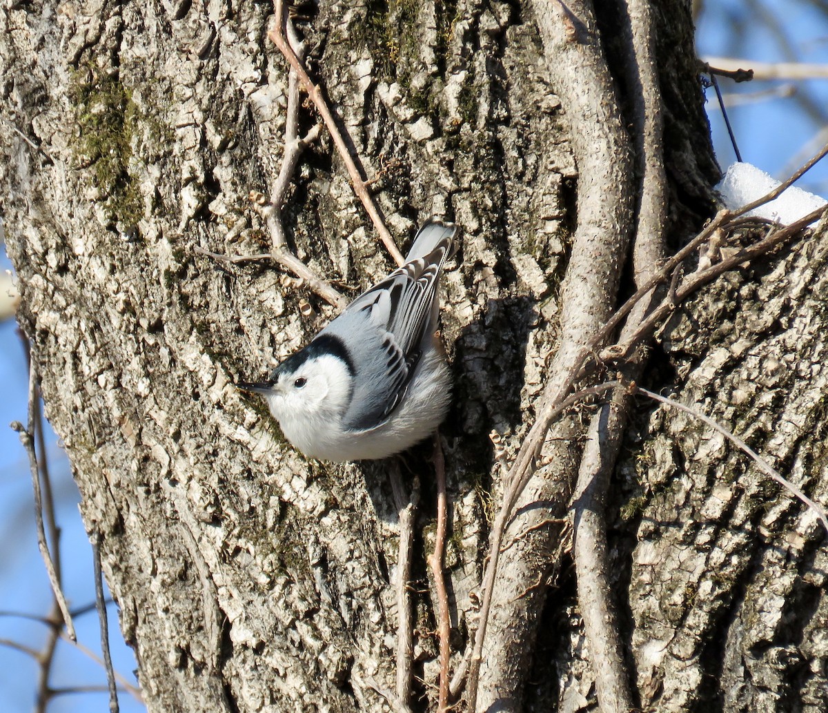 White-breasted Nuthatch - ML207982501