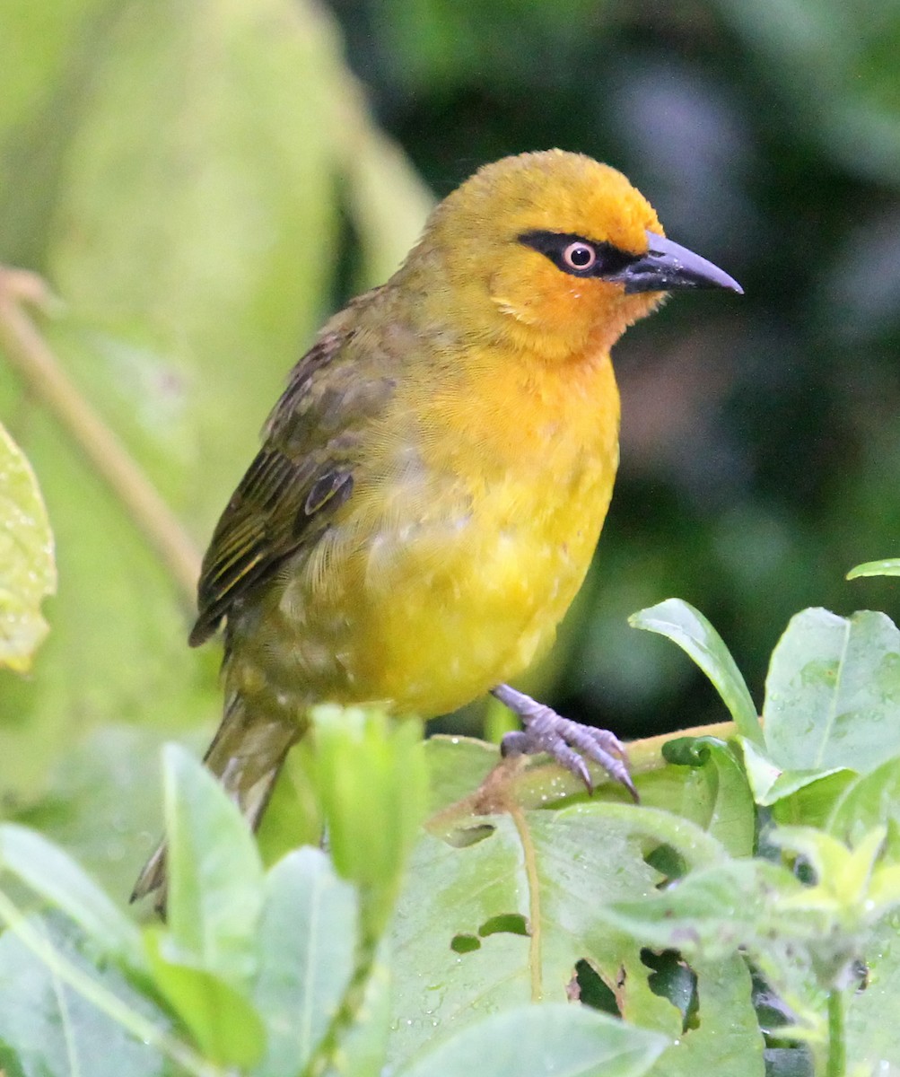Spectacled Weaver - Steve Collins