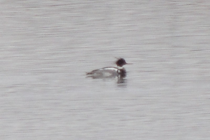 Red-breasted Merganser - Kerry Turley