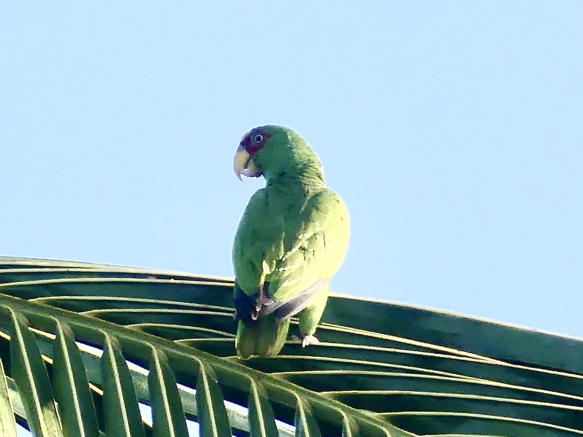 White-fronted Parrot - Charles Duncan