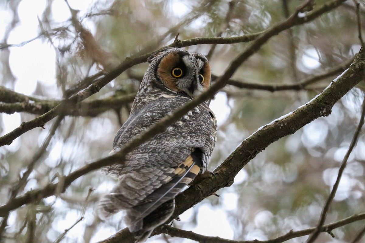 Long-eared Owl - ML207986081