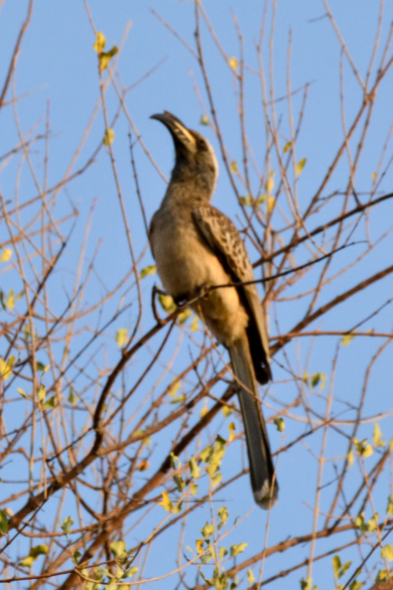 African Gray Hornbill - ML207986341
