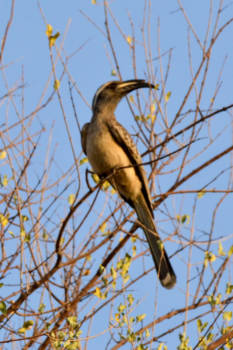 African Gray Hornbill - ML207986371