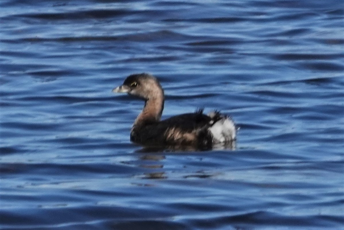 eBird Checklist - 28 Jan 2020 - J. N. Ding Darling NWR (please consider ...