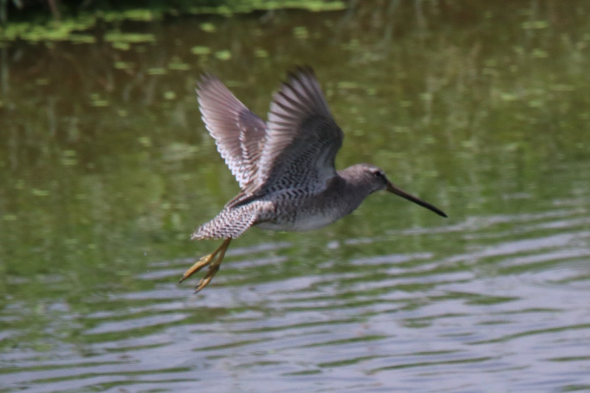 Long-billed Dowitcher - ML207990231