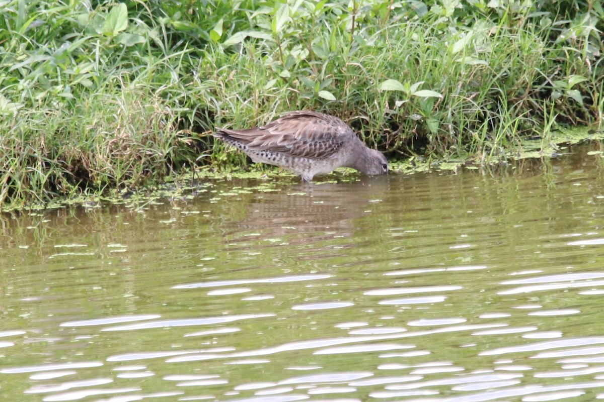 Long-billed Dowitcher - ML207990341