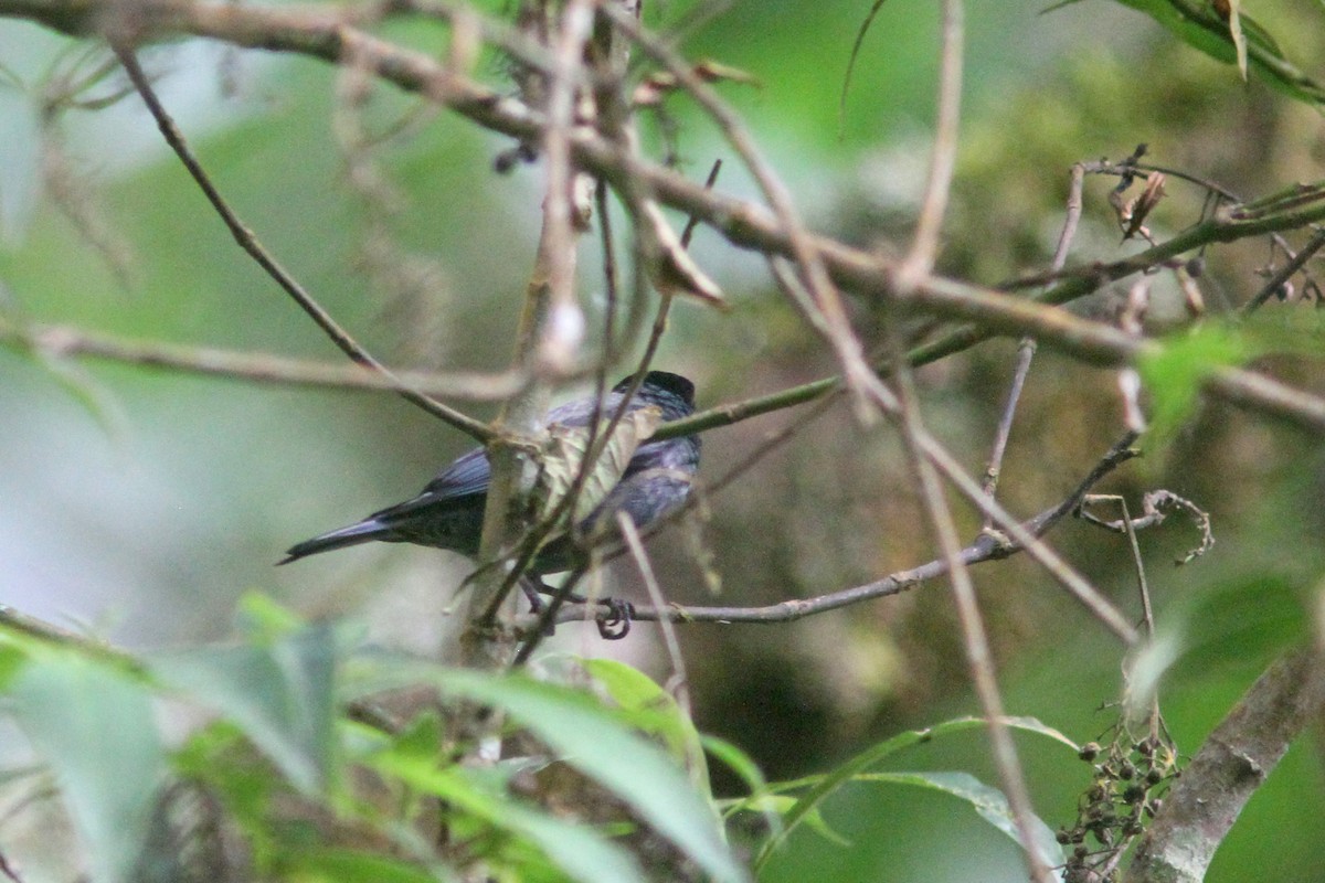 Black-capped Tanager - Larry Therrien