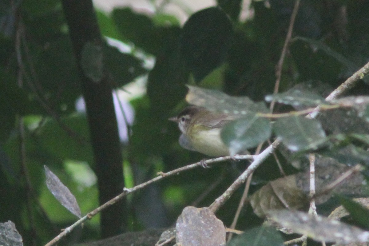 Brown-capped Vireo - Larry Therrien