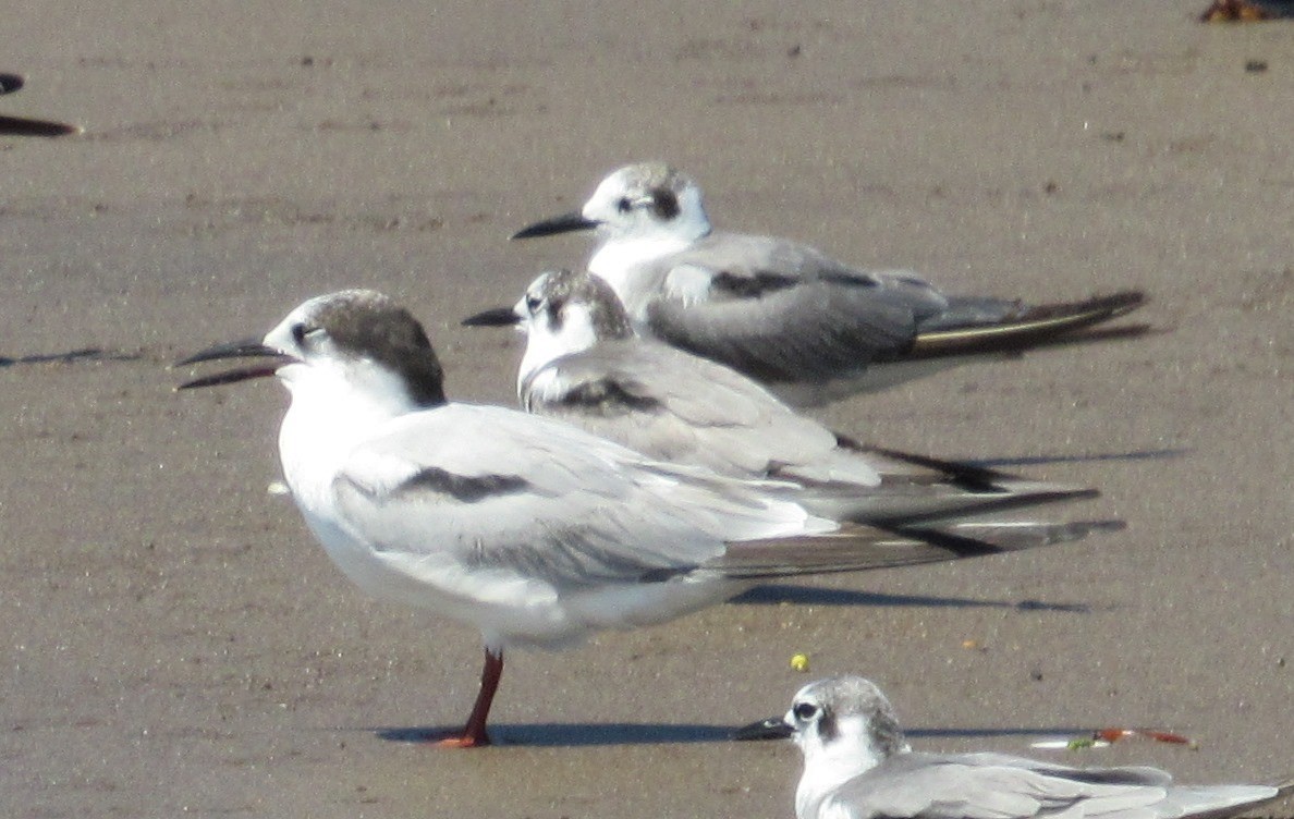 Common Tern - ML20799901