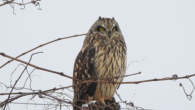 Short-eared Owl - ML208001441