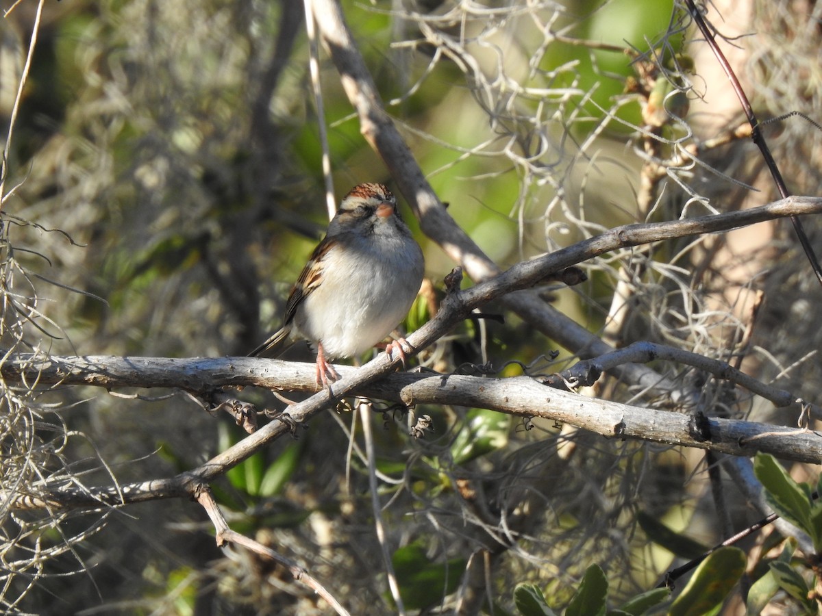 Chipping Sparrow - ML208010831