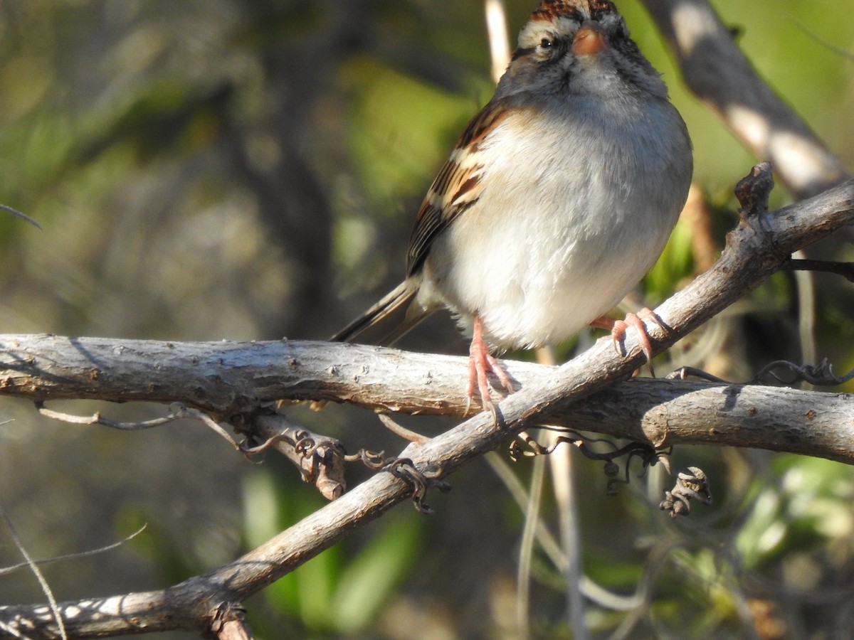 Chipping Sparrow - ML208010861