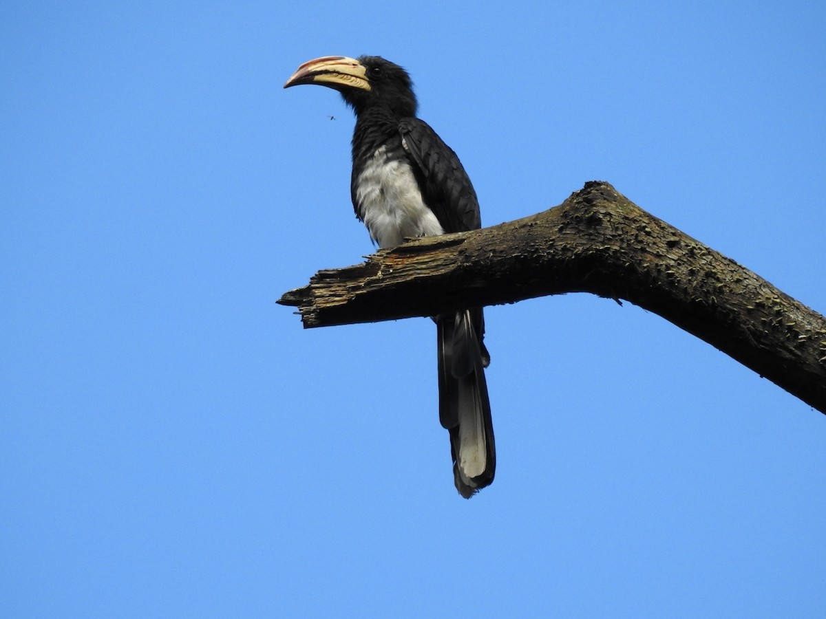 Congo Pied Hornbill - Mark Stacy