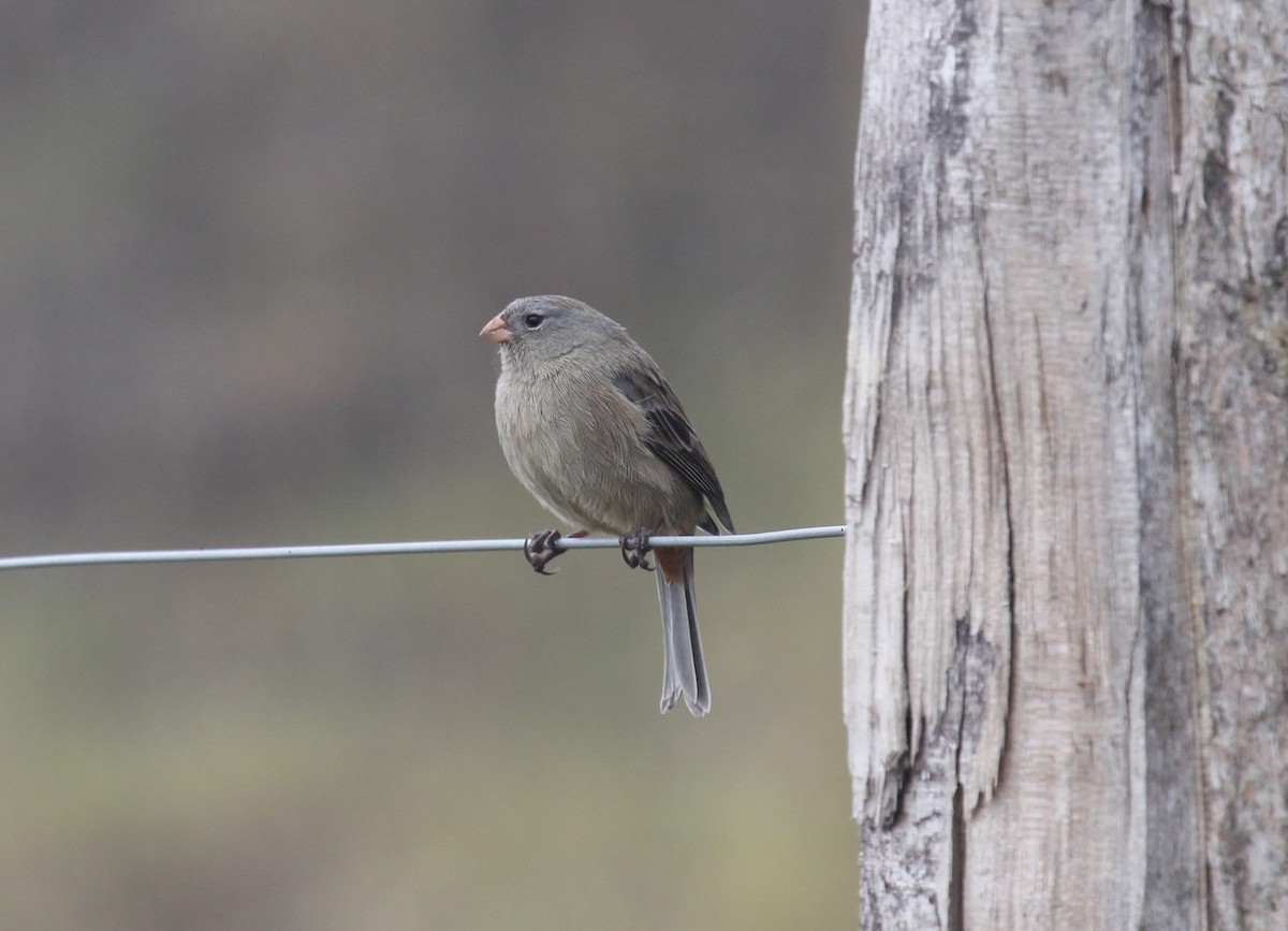 Plain-colored Seedeater - ML208013421