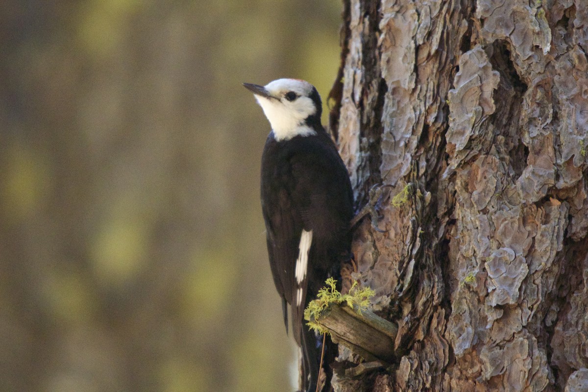 White-headed Woodpecker - ML20801401