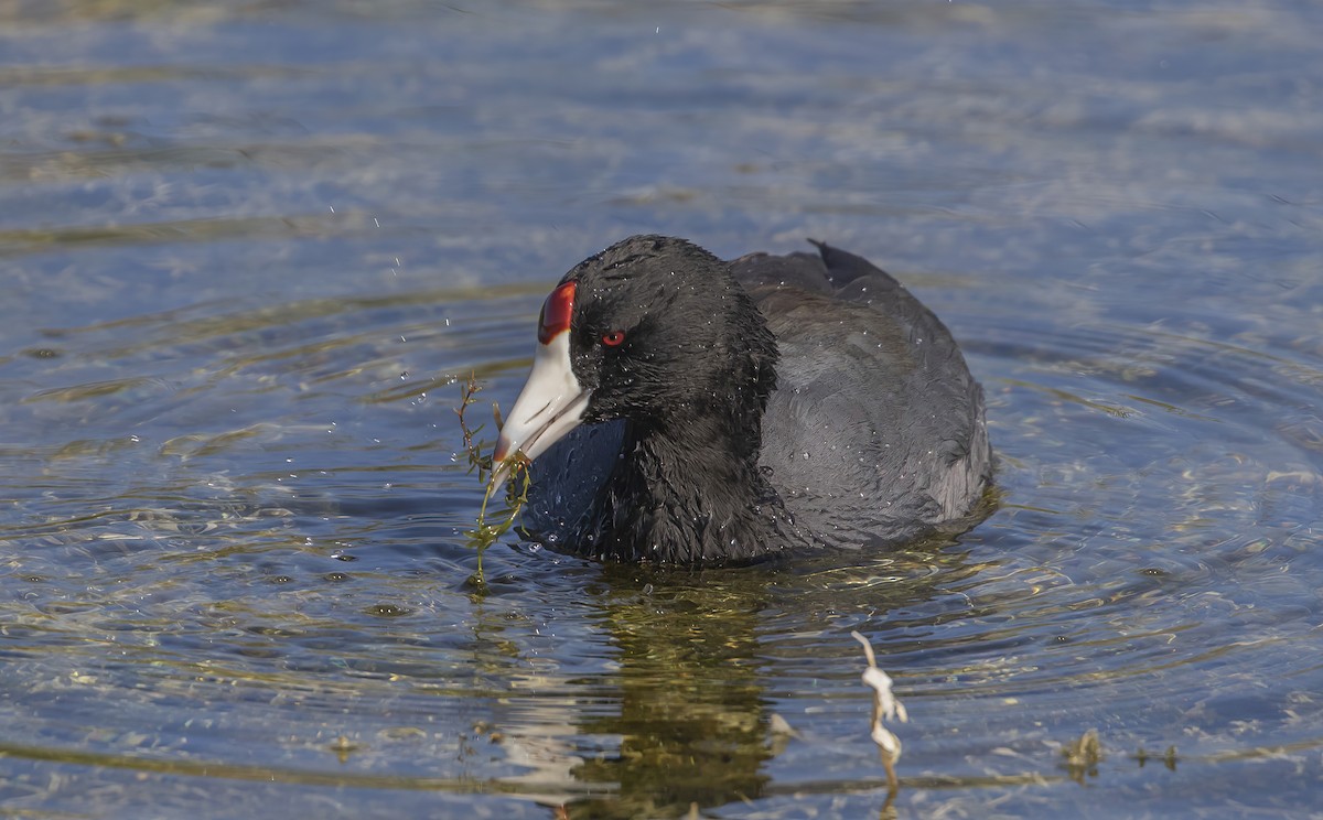 American Coot (Red-shielded) - barbara taylor
