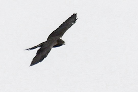 Black Falcon - Lachlan Read