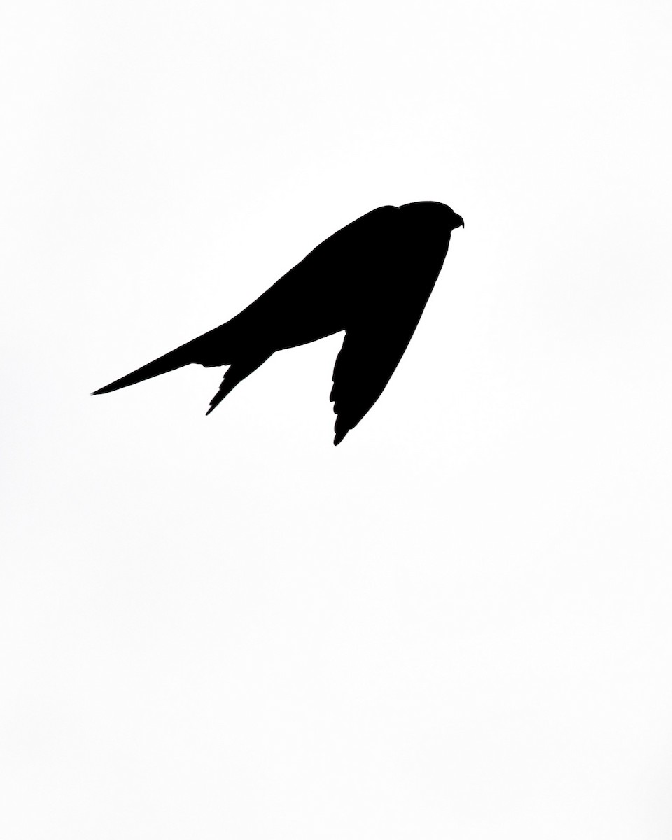 Peregrine Falcon - Lachlan Read