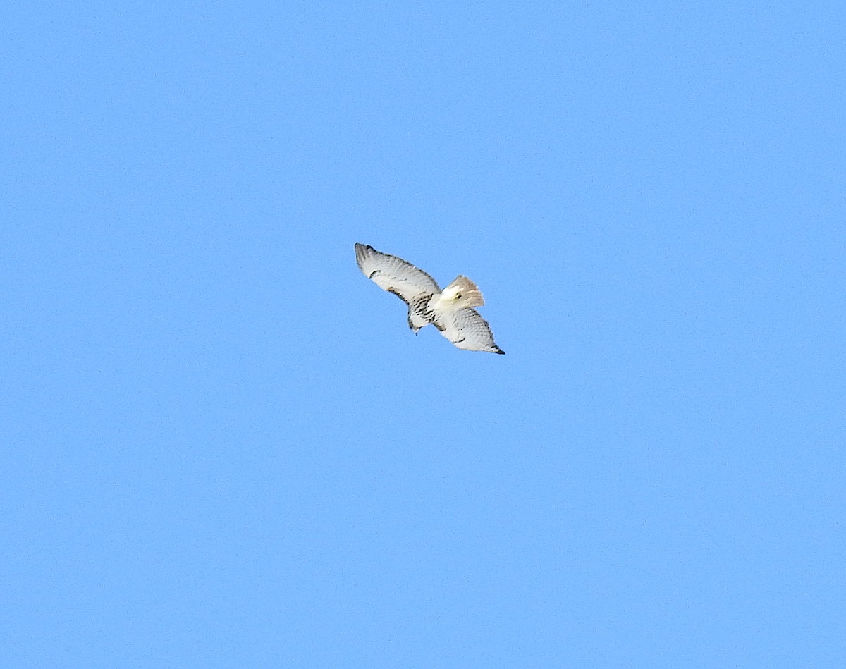 Red-tailed Hawk - ML208021151