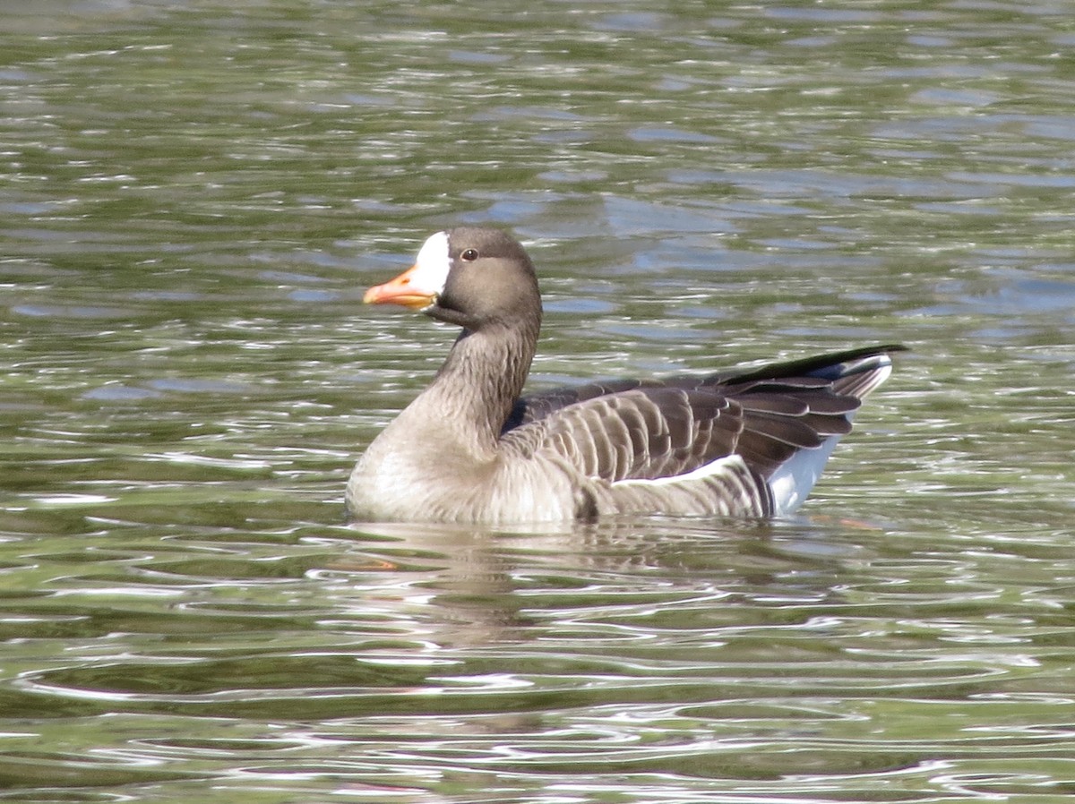 Greater White-fronted Goose - Kathy Duret