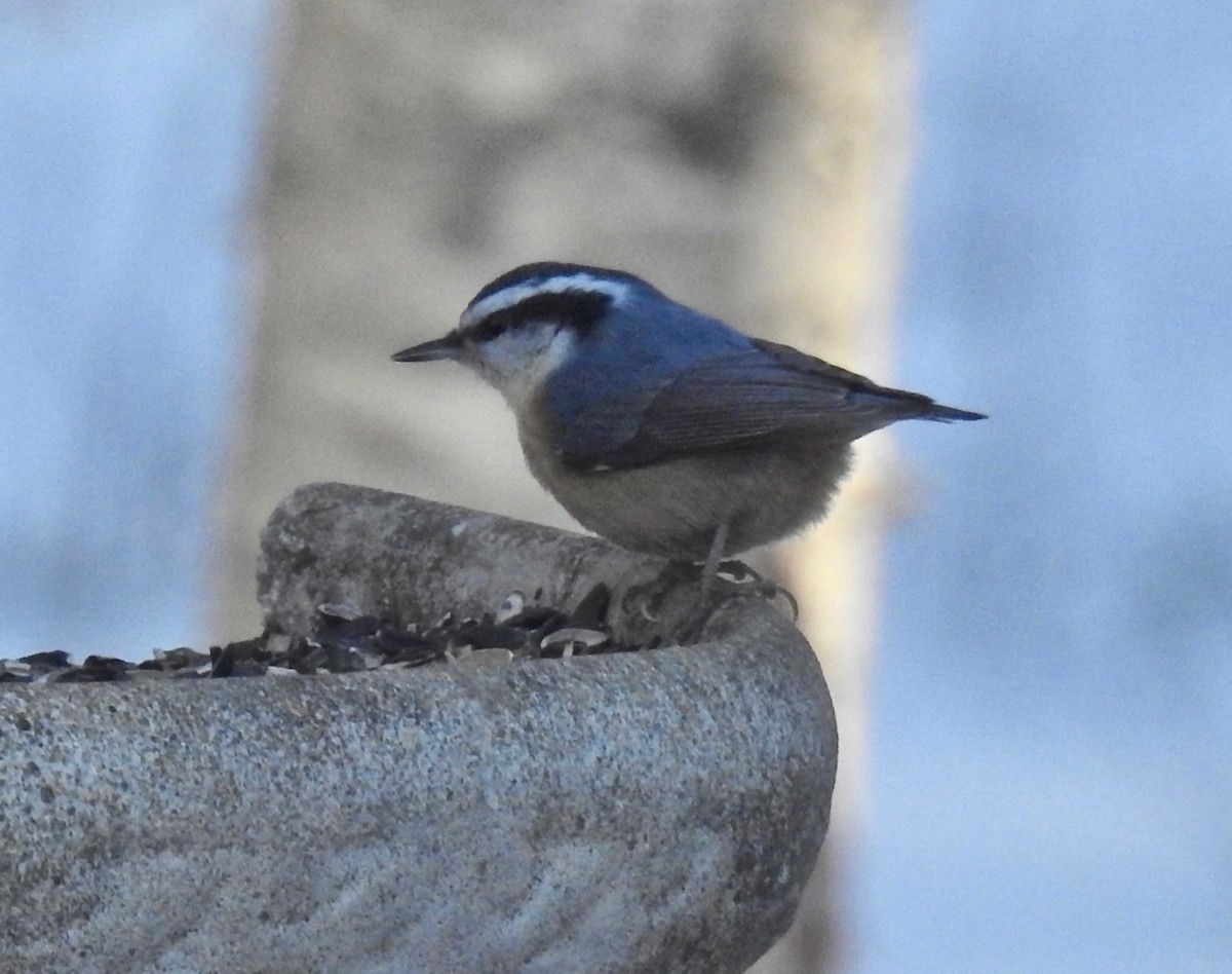 Red-breasted Nuthatch - ML208022801