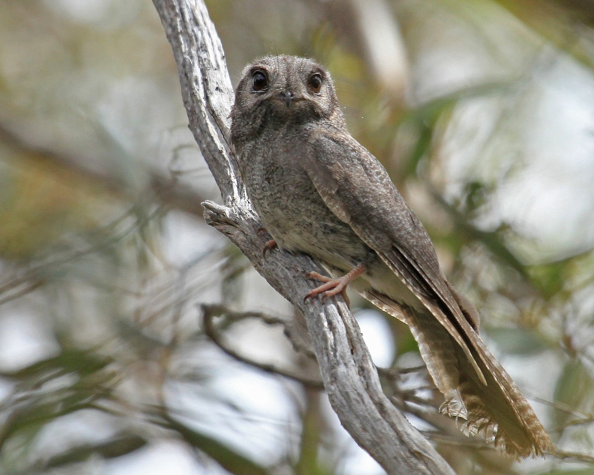 Australian Owlet-nightjar - Carl Poldrack