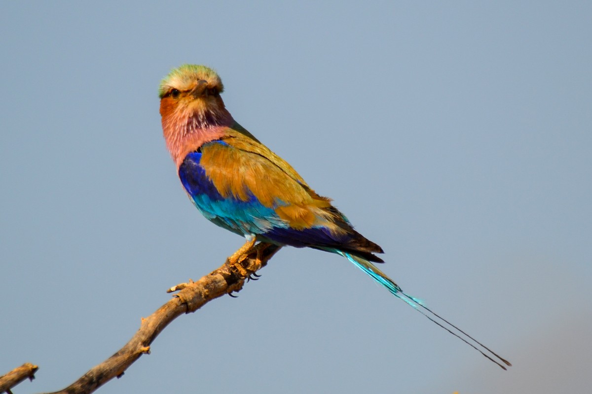 Lilac-breasted Roller - ML208028061