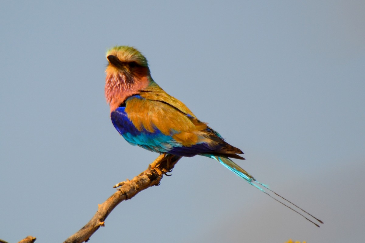 Lilac-breasted Roller - ML208028161