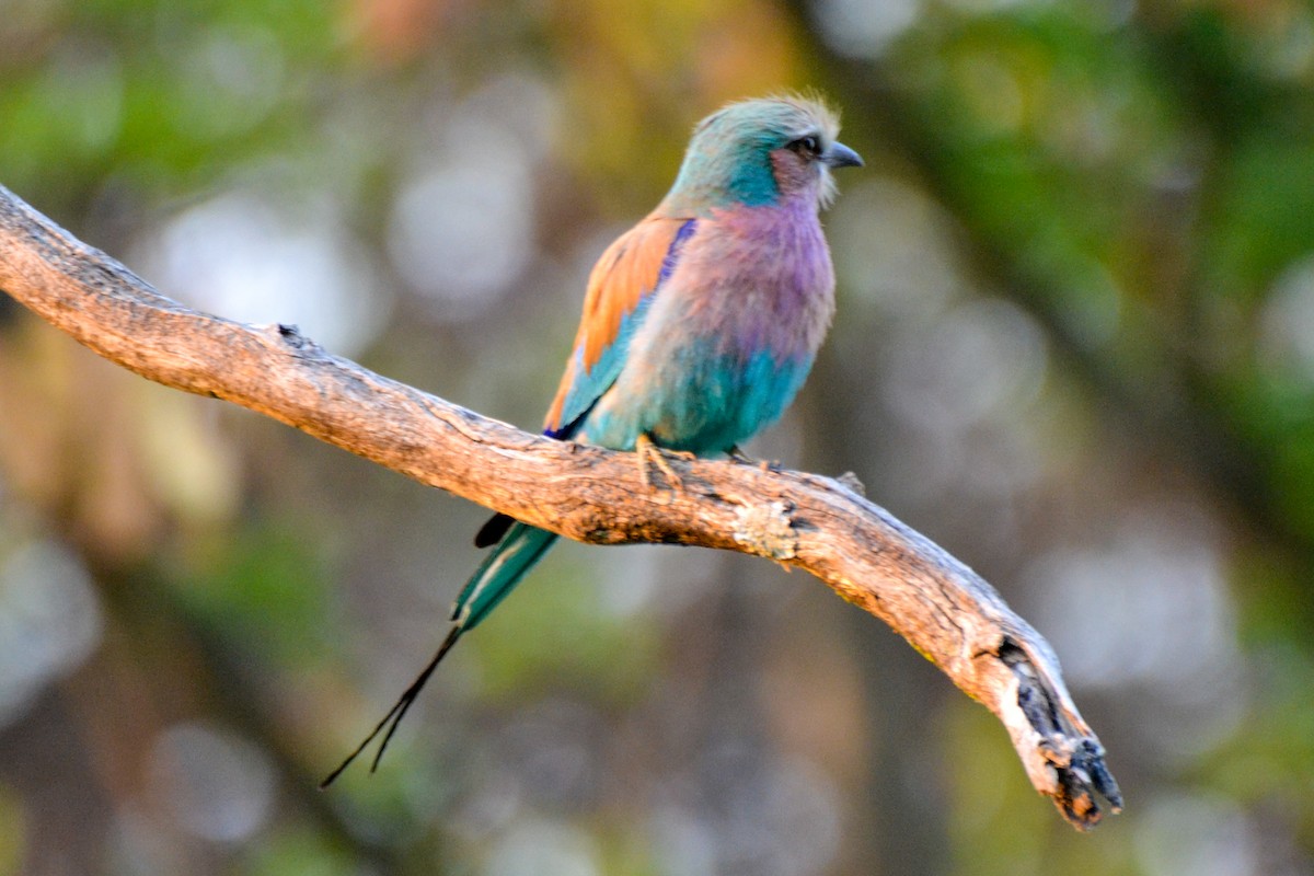 Lilac-breasted Roller - ML208028771