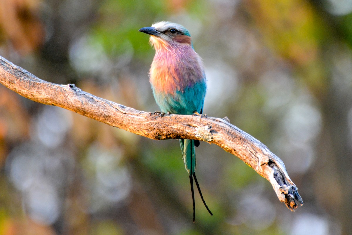 Lilac-breasted Roller - ML208028781
