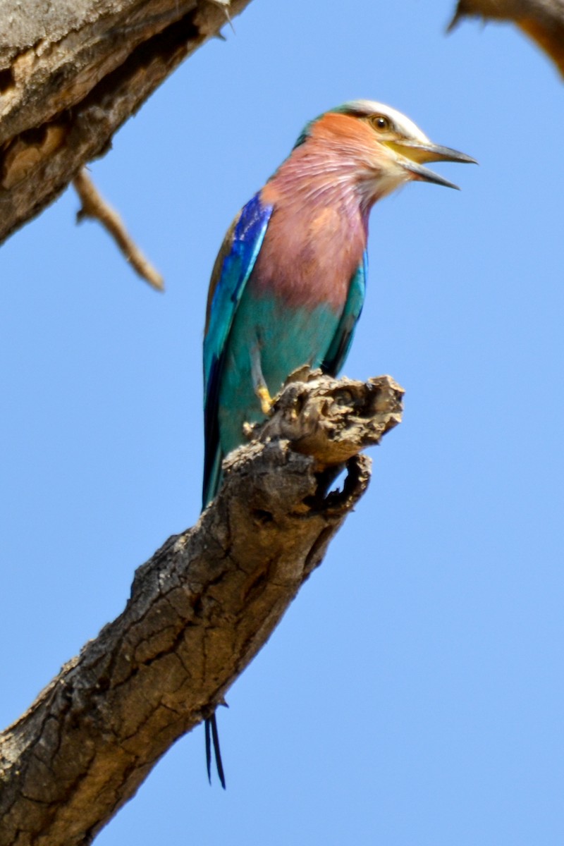 Lilac-breasted Roller - ML208028981